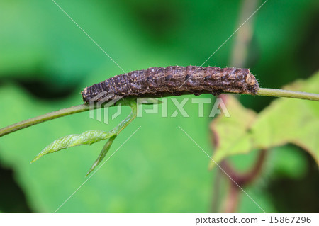 caterpillar 15867296