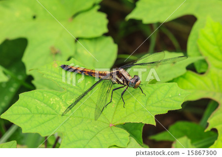 Dragonfly sitting on a branch 15867300