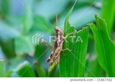 Grasshopper perching on a leaf 15867302