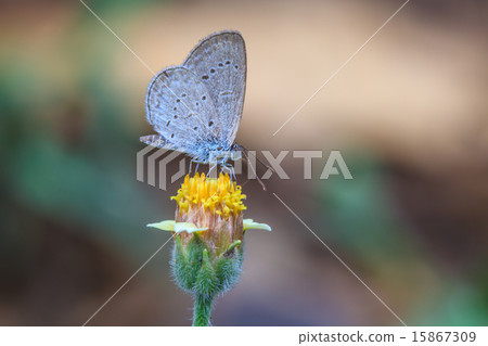 Beautiful Butterfly 15867309