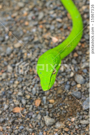 Oriental Whipsnake or Asian Vine Snake 15867316