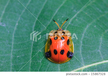 Ladybug on a green leaf Ladybug on a green leaf 15867328