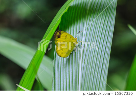 Beautiful Butterfly 15867330