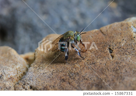 Insect on leaf 15867331