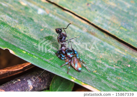 spider in forest 15867339