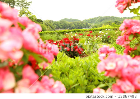 Awaji Farm Park Hill of England Awaji Farm Park Hill of England 15867498