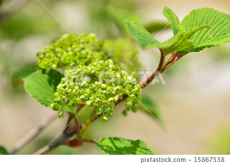 Odemari的花朵 15867538