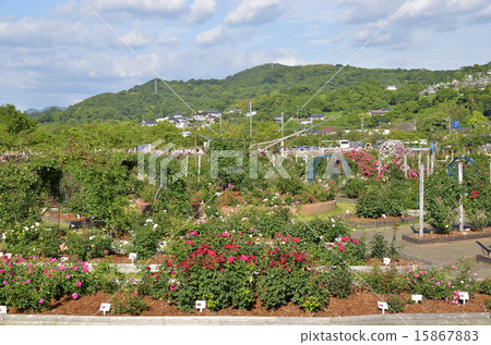 Rose garden of Minamata Eco Park Rose garden of Minamata Eco Park 15867883