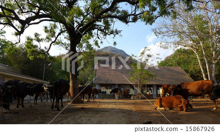 Cows in southern India and Spiritual Arnerachala 15867926