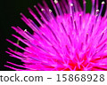 Thistle flower 15868928