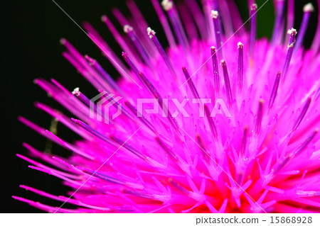 Thistle flower 15868928