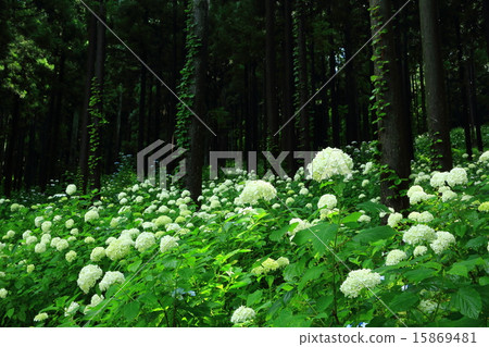 Ichinoseki Michinokuku繡球花園 15869481