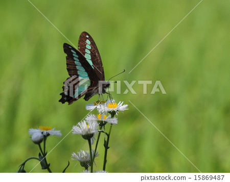 Mosquito of Aosujihaja 15869487