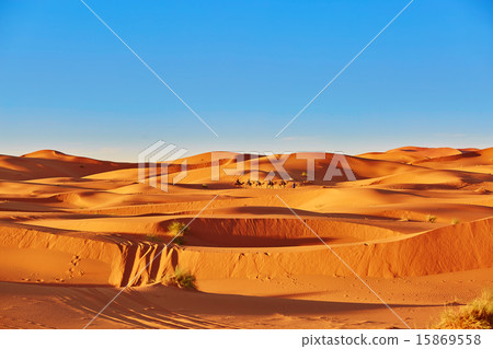 Camel caravan in Sahara Desert, Morocco Camel caravan in Sahara Desert, Morocco 15869558