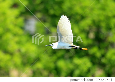 兔子的飛行 15869621