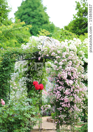 Rose garden 15869887