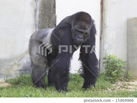 大猩猩 大猩猩 15869906
