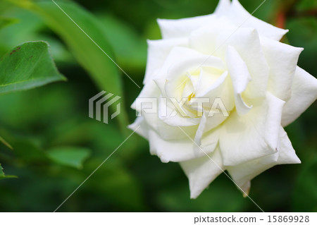 玫瑰白貓 15869928