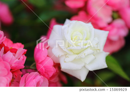 玫瑰白貓 15869929