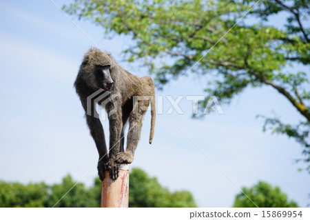  Anubis Hihi 15869954