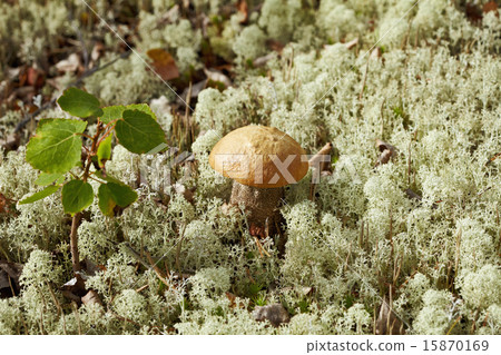 Birch mushroom Birch mushroom 15870169