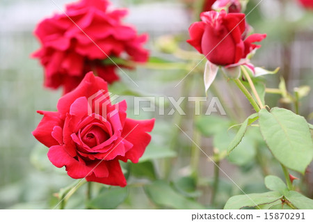 Rose Crimson Glory 15870291