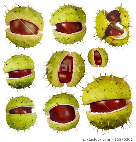 Chestnuts 15870301