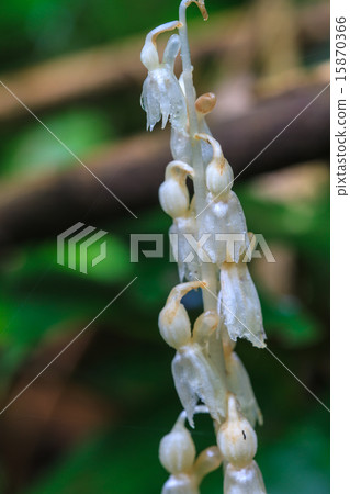 Epipogium roseum (D. Don) Rare species wild orchid Epipogium roseum (D. Don) Rare species wild orchid 15870366