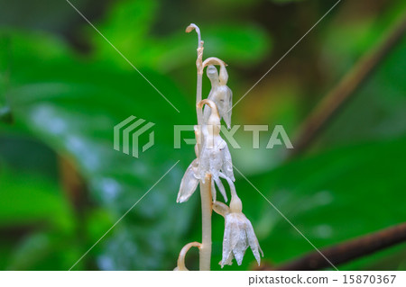 Epipogium roseum (D. Don) Rare species wild orchid Epipogium roseum (D. Don) Rare species wild orchid 15870367