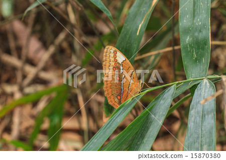 Beautiful Butterfly 15870380