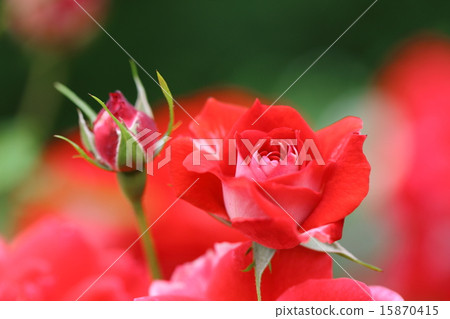 Rose Picasso 15870415