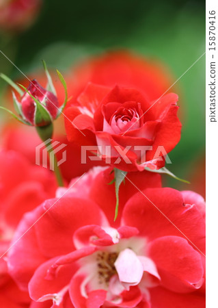 羅斯畢加索 15870416