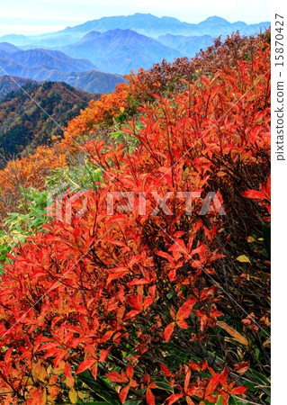 日光仁津在秋天的落葉中觀察阿魯米太郎 日光仁津在秋天的落葉中觀察阿魯米太郎 15870427