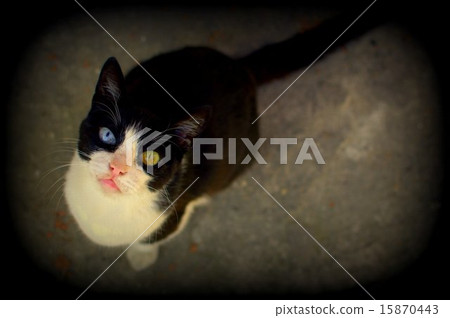 Oud eye cat of Turkey 15870443