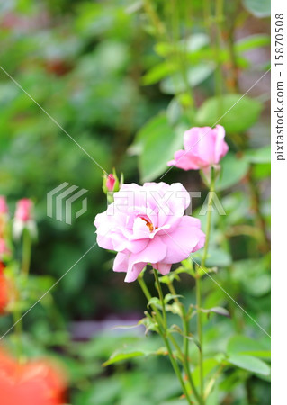 玫瑰藍時間 15870508