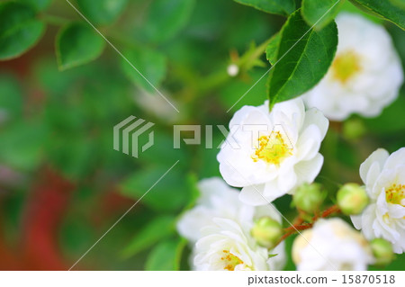 Rose Anne - Marie Mont Ravel 15870518