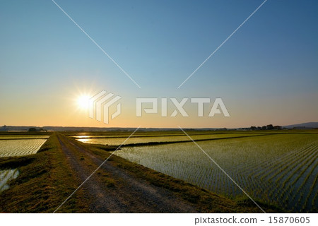 黃昏的黃昏稻田（3） 15870605