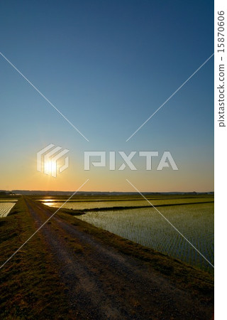 黃昏的黃昏稻田（4） 15870606