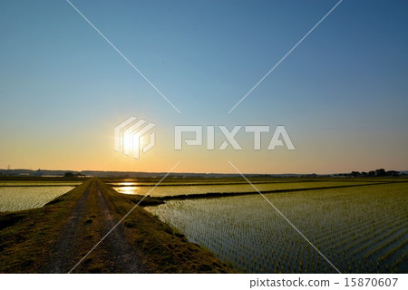 黃昏的稻田（5） 15870607