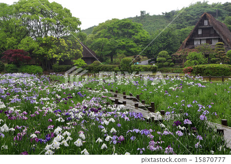 虹膜 虹膜 15870777