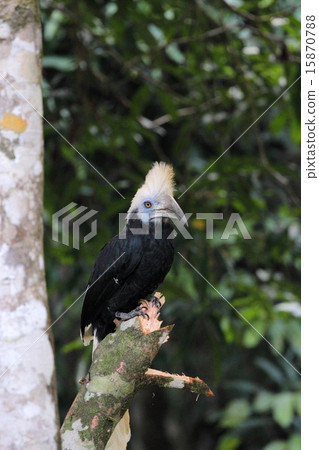 白冠犀鳥 15870788