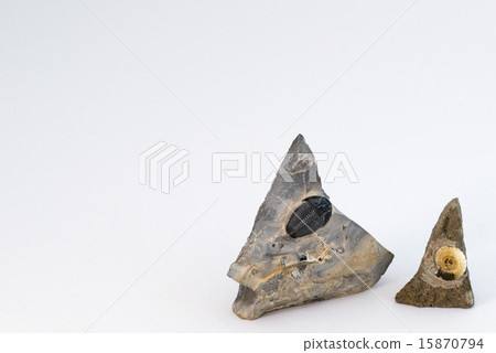 亞捫人和三葉蟲化石 亞捫人和三葉蟲化石 15870794