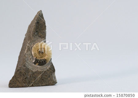 Fossil of ammonite 15870850