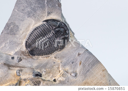 Trilobite fossil 15870851