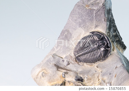 Trilobite fossil 15870855