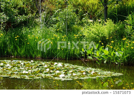 五月花Kishoub和Iridaceae 19 Keio Floral Garden Angers 五月花Kishoub和Iridaceae 19 Keio Floral Garden Angers 15871073