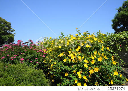 五月花Quincebird·Guttiferae 14 15871074