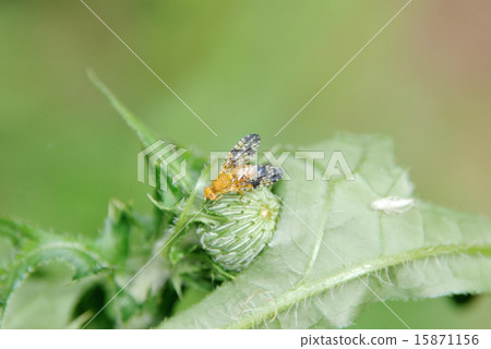 Kirokuba果蠅 Kirokuba果蠅 15871156