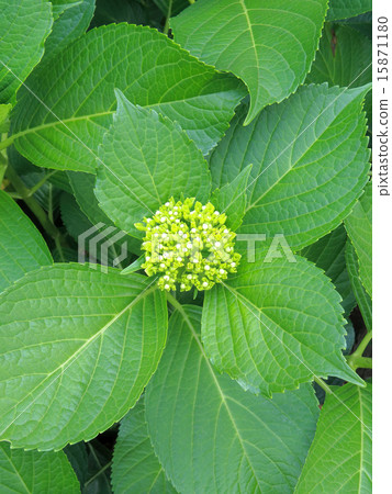 繡球花芽 15871180