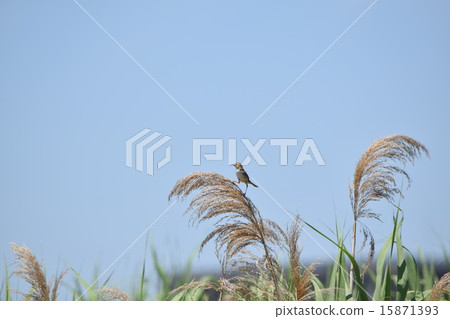 藍天的Sekka 15871393